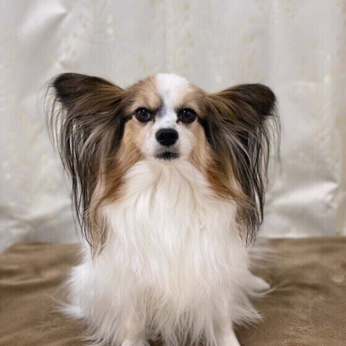 愛犬の名前は入ってる 年人気名前ランキング オス犬部門 いぬのきもちweb Magazine 愛犬の名前は入ってる 年人気名前ランキング オス犬部門 いぬのきもちweb Magazine