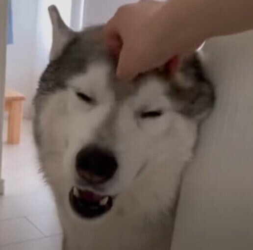 シベリアン・ハスキーの文太くん