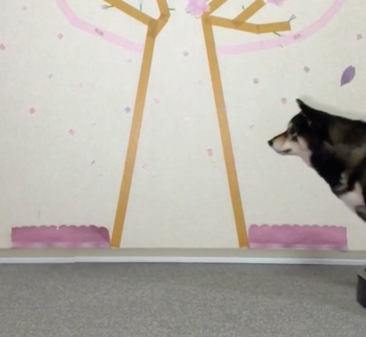 歩くことを諦めちゃった ルンバを乗りこなす豆柴ちゃんがかわいい いぬのきもちweb Magazine 歩くことを諦めちゃった ルンバを乗りこなす豆柴ちゃんがかわいい いぬのきもちweb Magazine