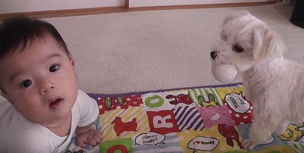 ボールがほしくて手を伸ばす赤ちゃん いつもは唸るワンコの反応は いぬのきもちweb Magazine