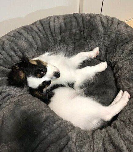 生後4カ月のパピヨン