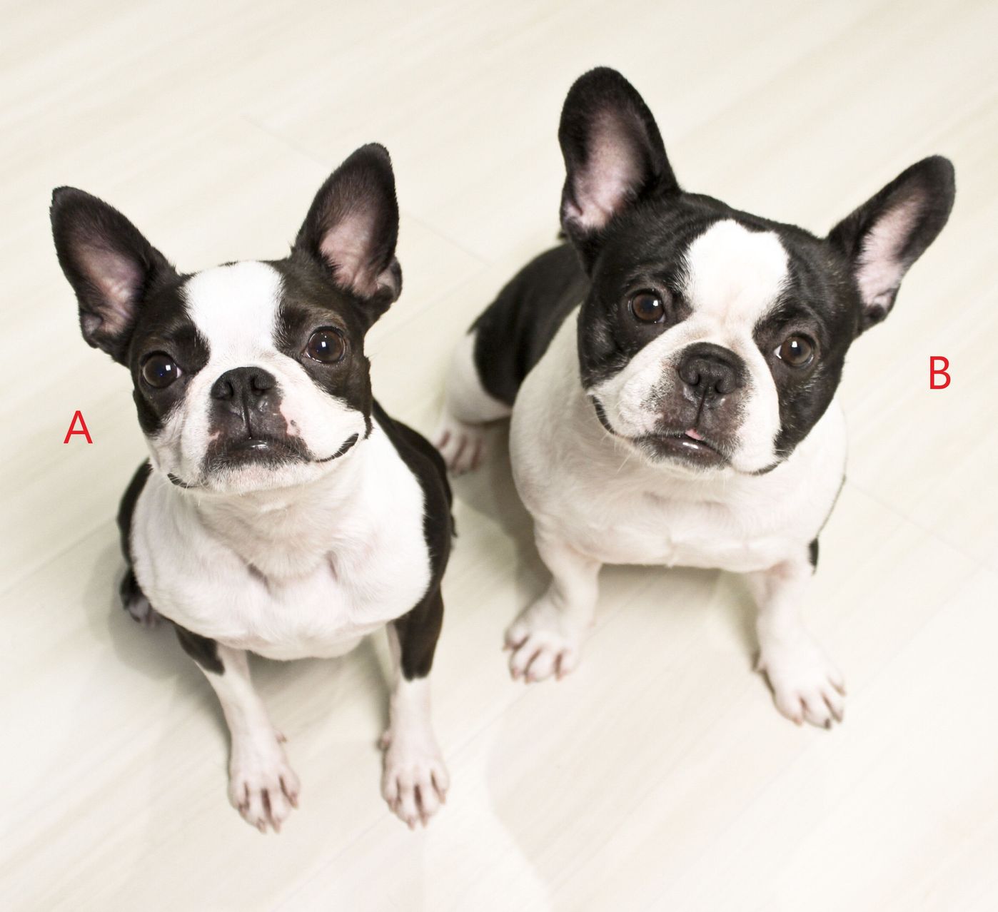 犬好きならチャレンジしてみたい 激ムズ犬種クイズ あなたは何問解ける いぬのきもちweb Magazine 犬好きならチャレンジしてみたい 激ムズ犬種クイズ あなたは何問解ける いぬのきもちweb Magazine