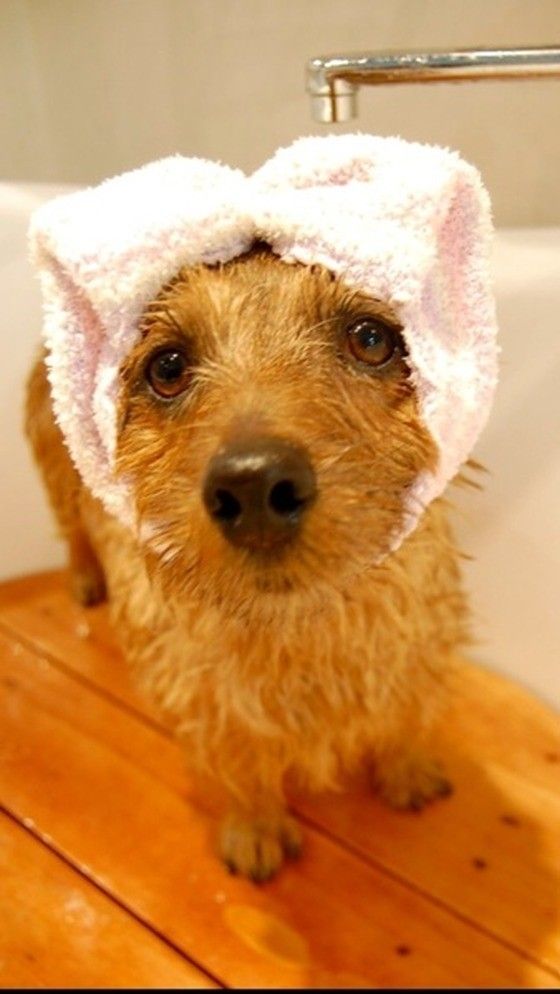 お風呂に入って満足げなラウくん♪