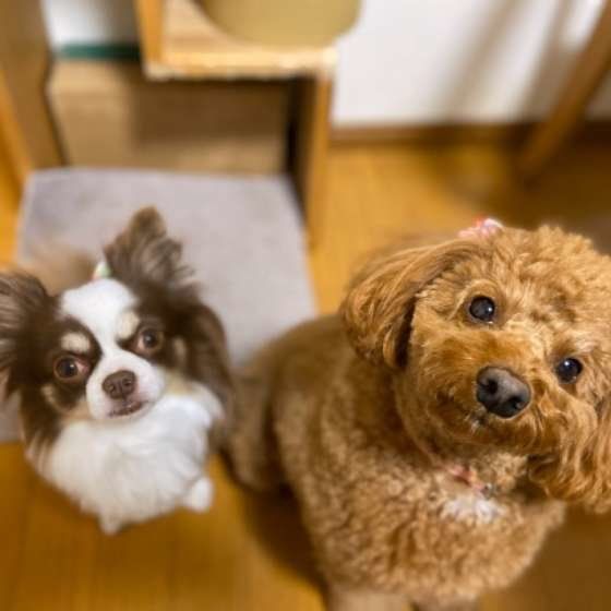 1度与えてしまうと犬がかえって可哀そうなおすそわけ習慣