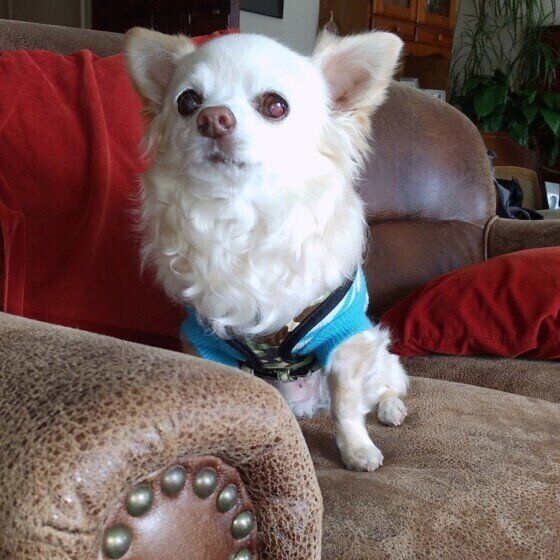 チワワのビスコちゃん