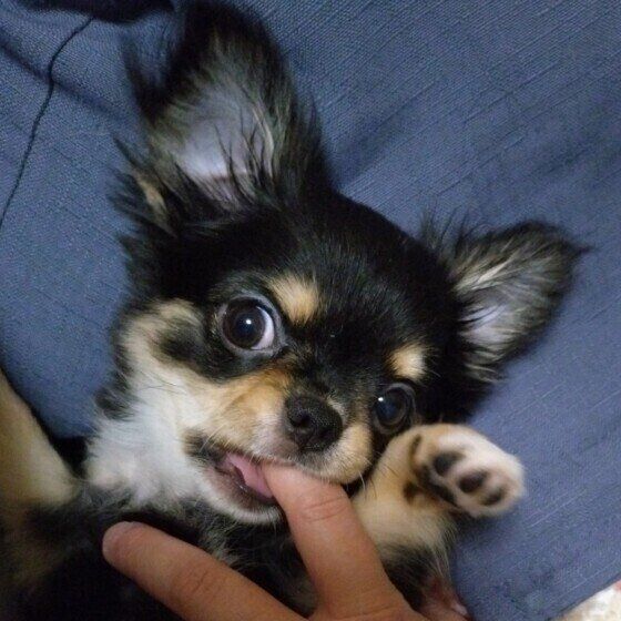 チュパチュパと飼い主の指吸いをする犬のきもち 人の指をおしゃぶりするのはなぜ？ いぬのきもち