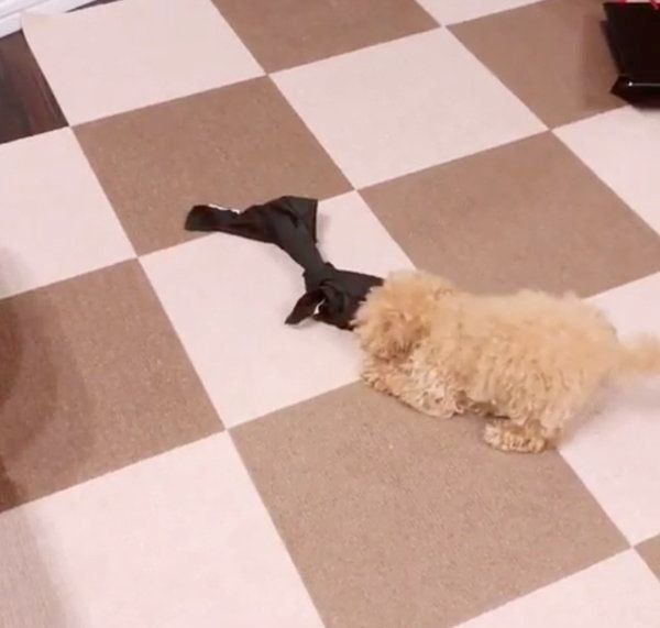 マジックテープで綱引きをするトイ・プードル