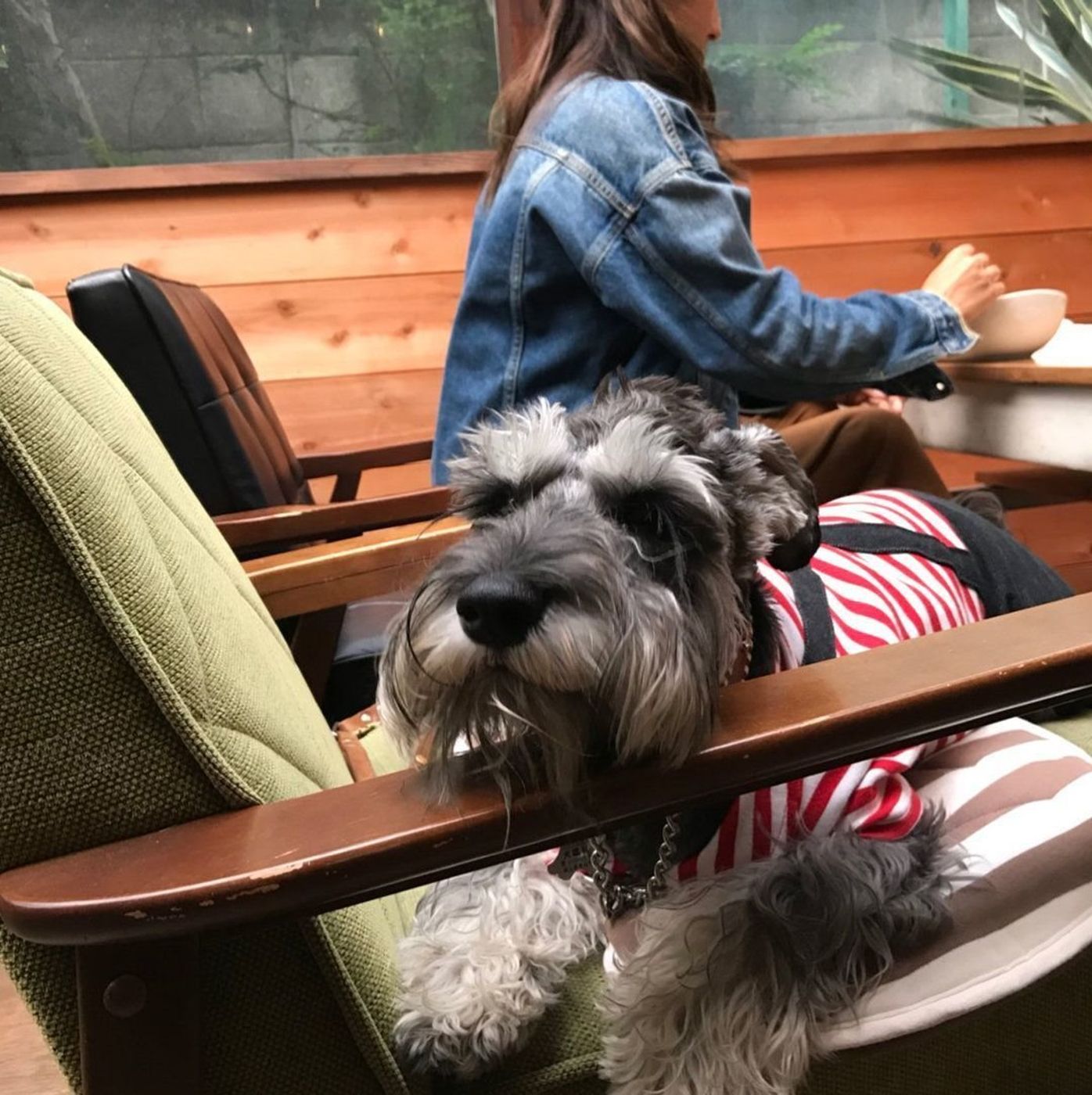 古民家カフェで愛犬とランチ 早稲田の Cafe Vg に行こう いぬのきもちweb Magazine 古民家カフェで愛犬とランチ 早稲田の Cafe Vg に行こう いぬのきもちweb Magazine
