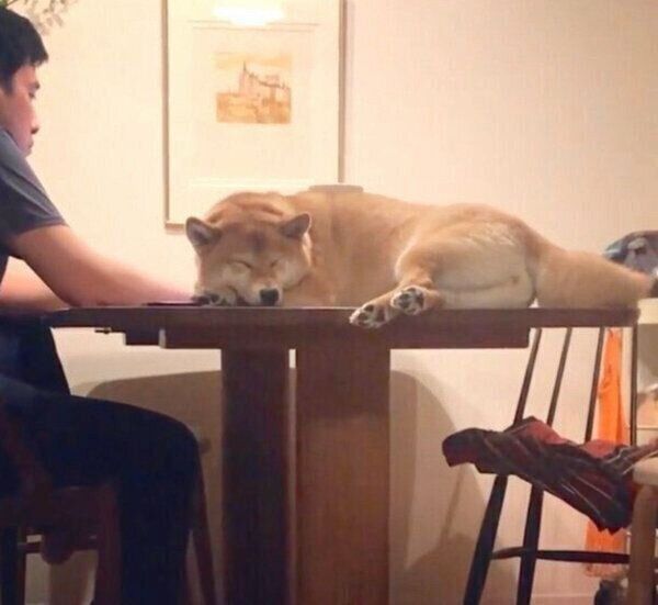 テーブルの上でくつろぐエマちゃん