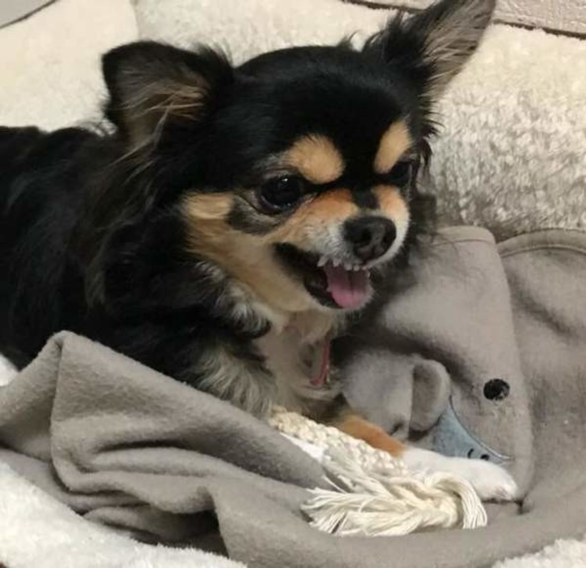 怒ってるわけじゃない 愛犬が遊んでいるときに唸る理由 いぬのきもちweb Magazine 怒ってるわけじゃない 愛犬が遊んでいるときに唸る理由 いぬのきもちweb Magazine