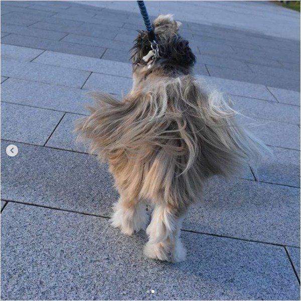 お散歩するシー・ズー