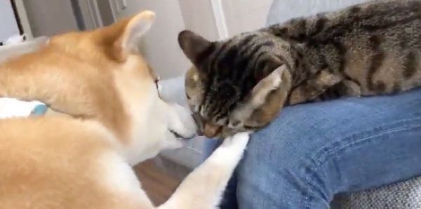 リモートワークを邪魔するとろくんと、それを邪魔するゆうくん