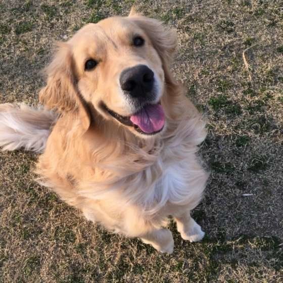 ゴールデン・レトリーバーのちょび太くん