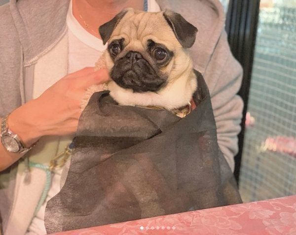 パグのぱぐぞうちゃん