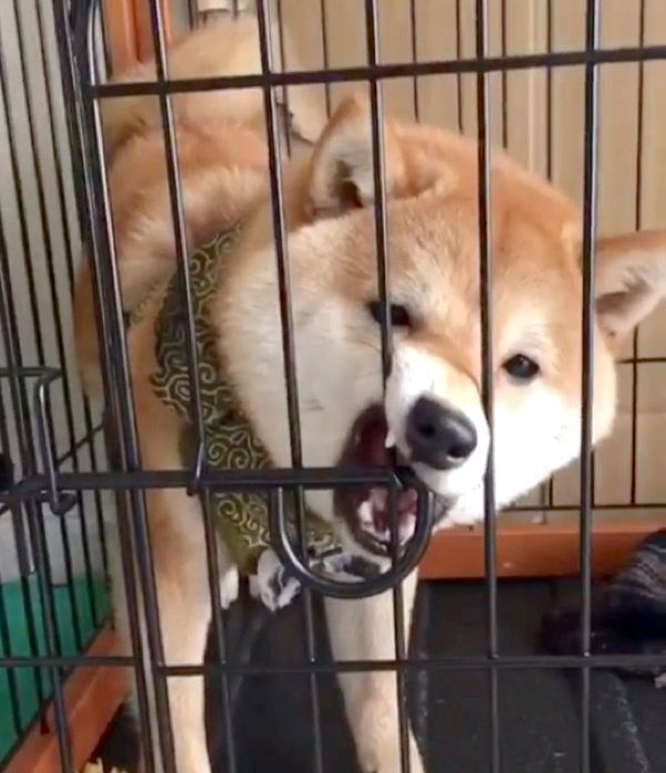 ケージにハマる豆柴