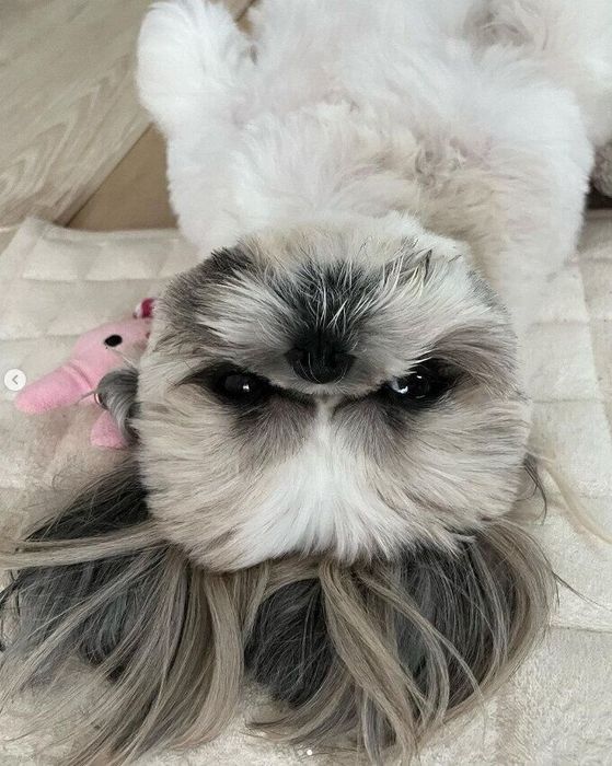 ぬいぐるみを下敷きにヘソ天するしろちゃん