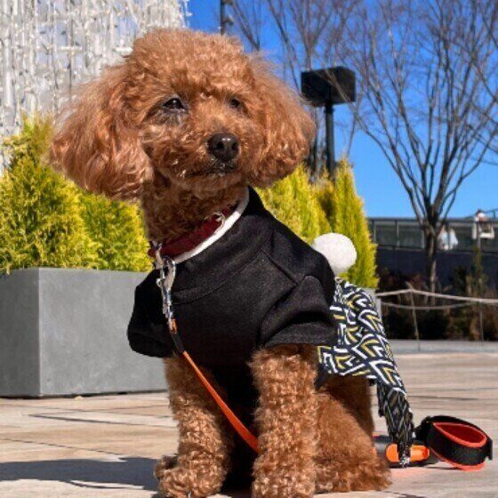 年末年始は愛犬の思わぬトラブルが起こりやすい？ 飼い主にできる予防法 いぬのきもち