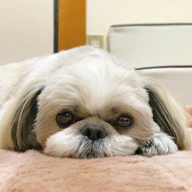 シーズー犬マンガてんぽshihtzu