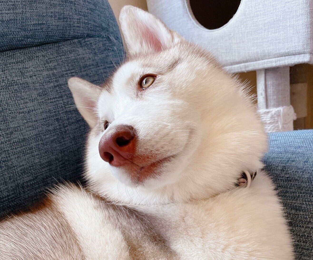 美しいアイリスちゃん