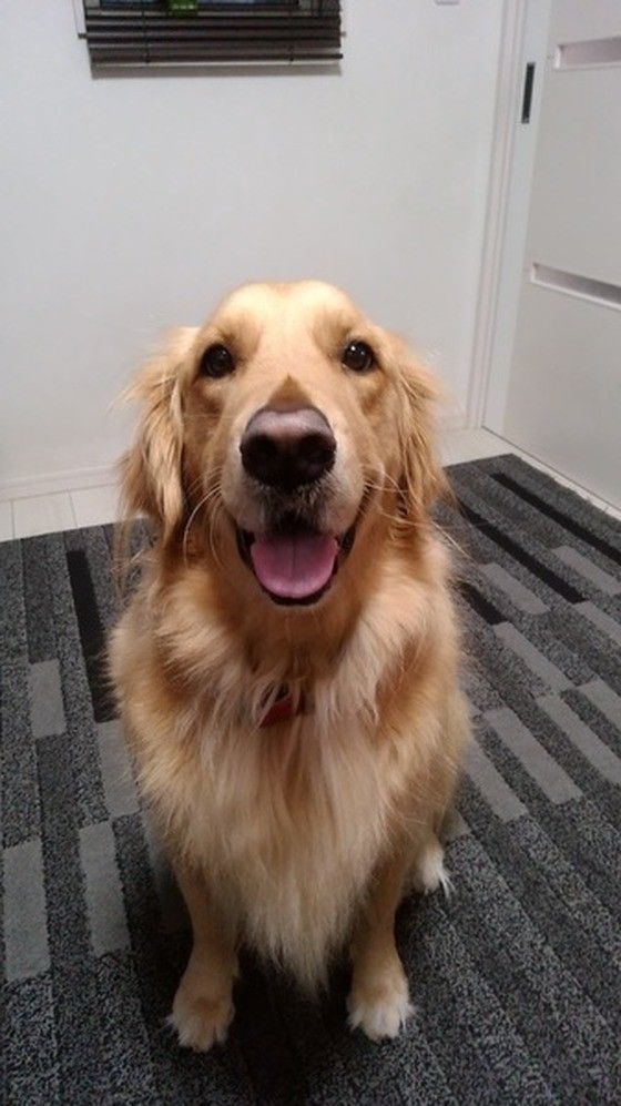 笑顔のゴールデン