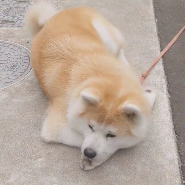 モフられるのを確信する健くん