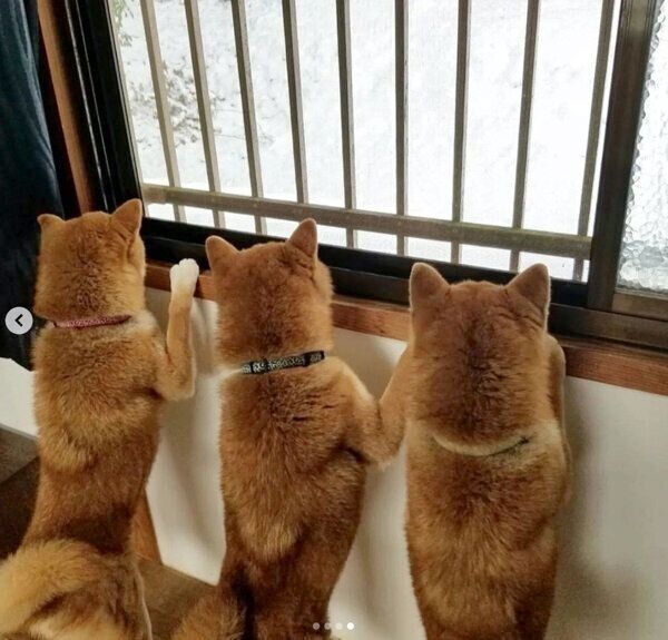 外を眺めるコイくん、トロくん、ウニくん