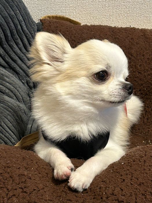 くつろいでいるチワワ