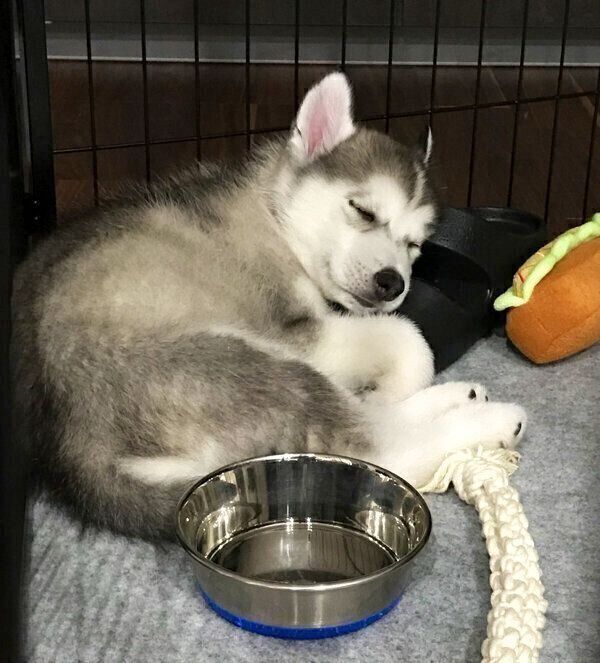 子犬時代の煉くん