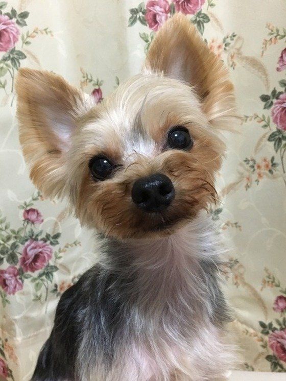 ヨークシャー・テリアのココくん