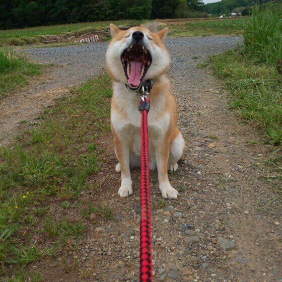 あくびをする柴犬