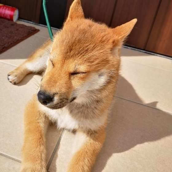 柴犬の雪太くん
