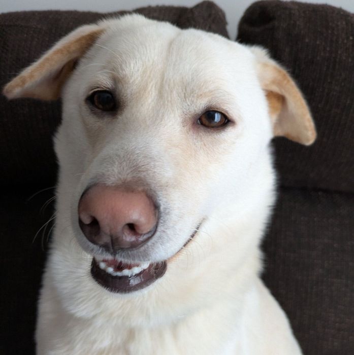 正面を向くヒノくん