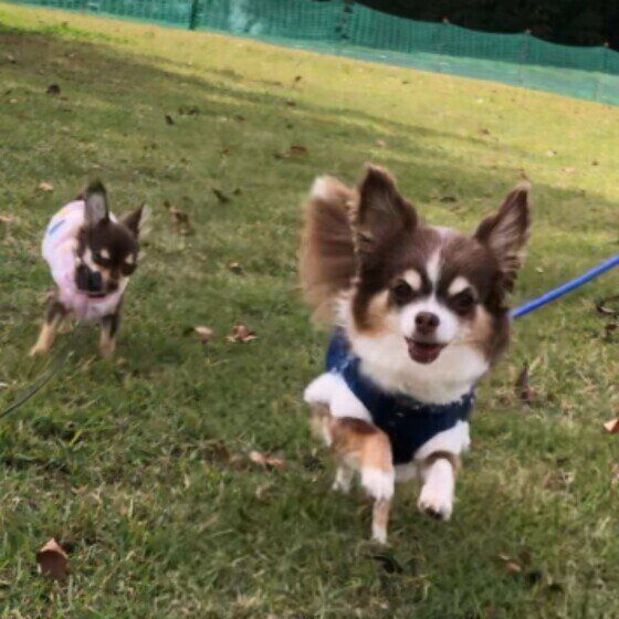 犬がストレスを感じる3つの生活習慣 家族内のケンカで犬が困惑してしまうかも いぬのきもち