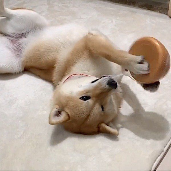 おもちゃで遊ぶ柴犬