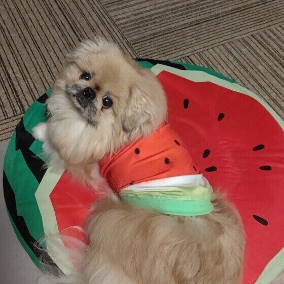 ペキニーズのベッキーちゃん