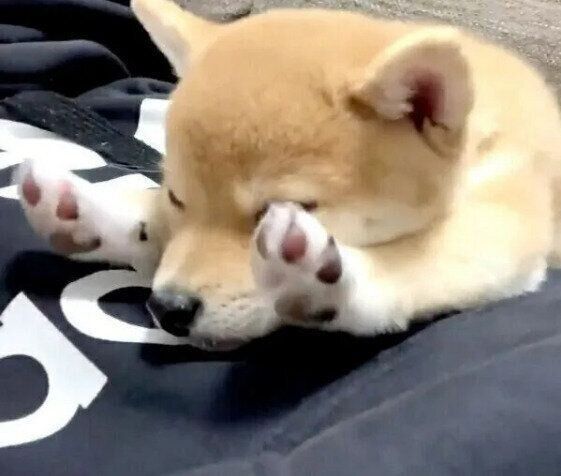きなこちゃん