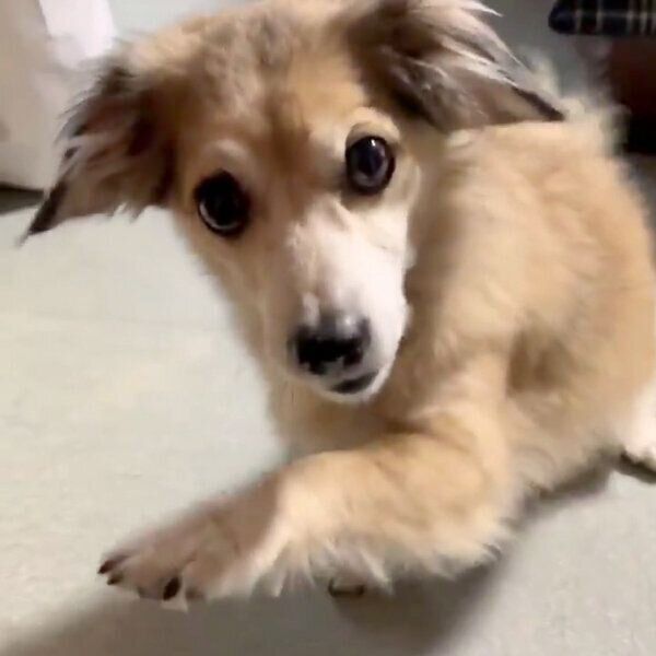 完璧すぎる「アイーン」をするモコナモドキくん