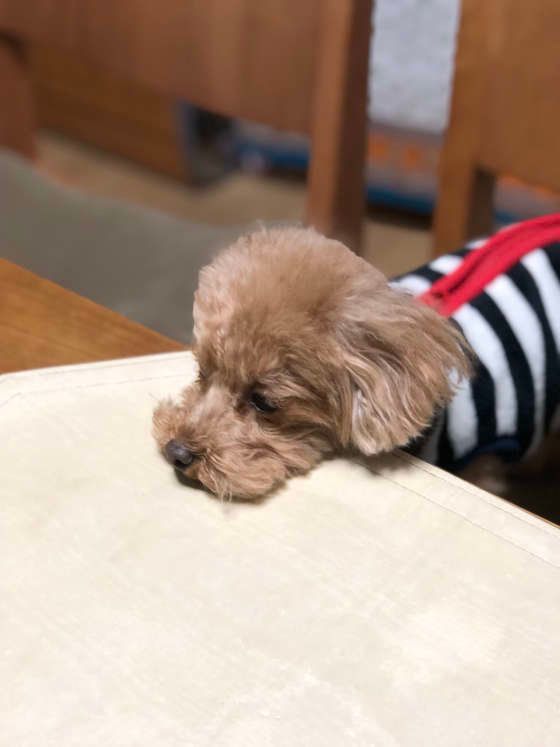 ごはんを待つトイ・プードル