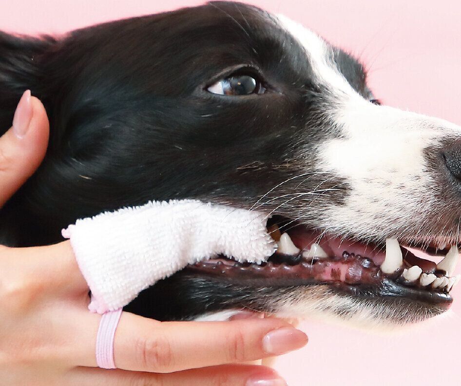 基本的には水かぬるま湯で濡らして使って。嫌がるようなら慣れるために、おやつのペーストをつけてもいいでしょう