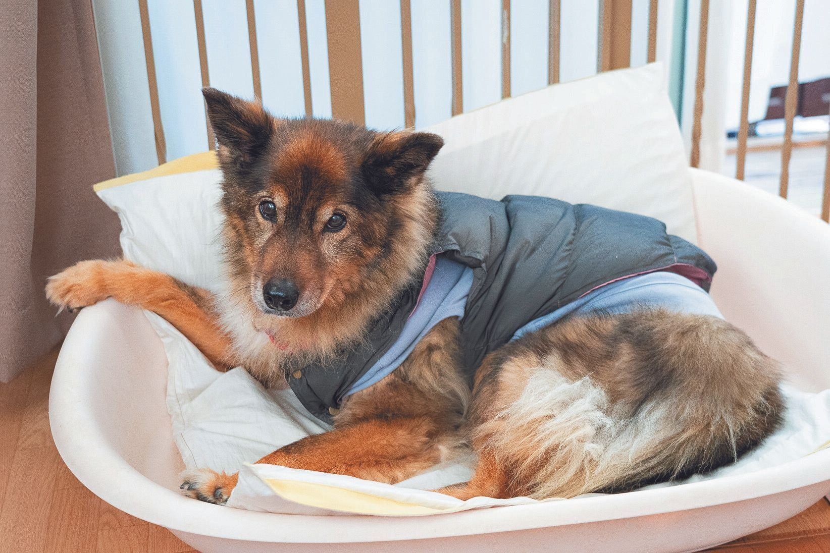 聴導犬は10才前後で引退に。だいすけくん（15才）は聴導犬のPR犬としてときどき活躍しながら、今は協会の施設でのんびりと暮らしています