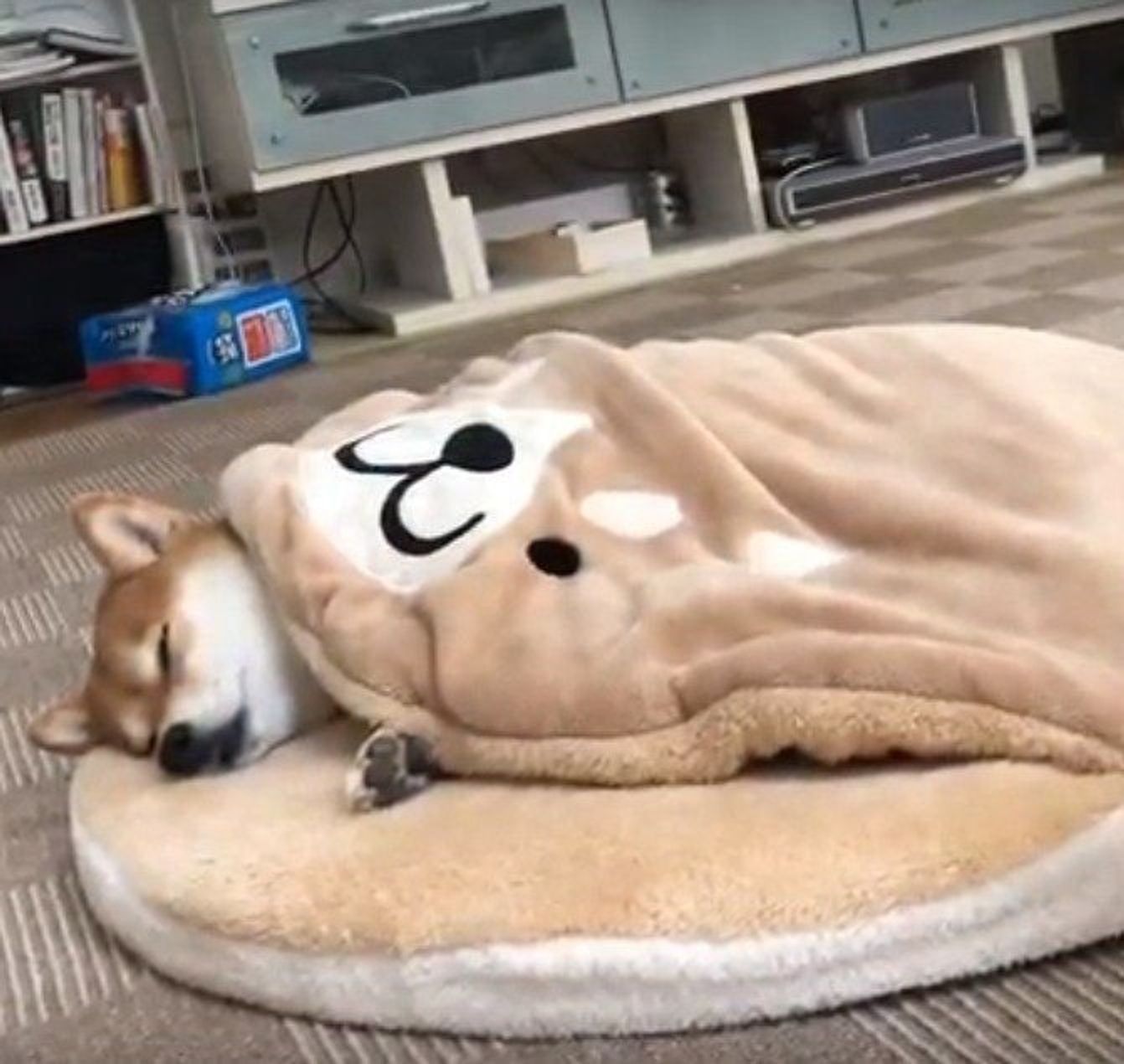 柴犬がお布団で気持ちよさそうにすやすや と思いきや いぬのきもちweb Magazine 柴犬がお布団で気持ちよさそうにすやすや と思いきや いぬのきもちweb Magazine