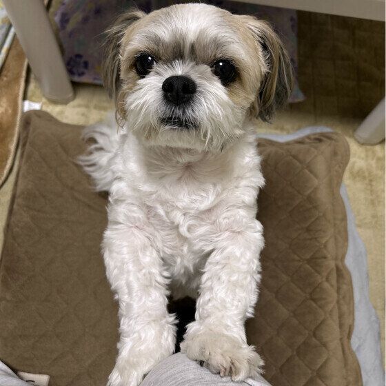 Ｍｉｘ（雑種）小型犬　あまえんぼ