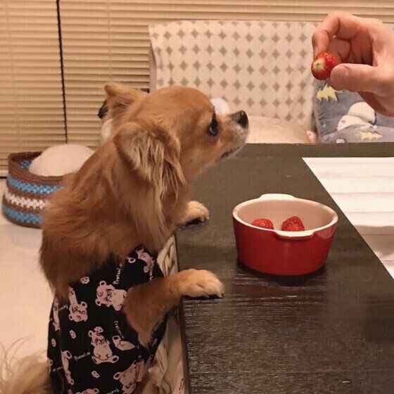 いちごを食べようとするチワワ