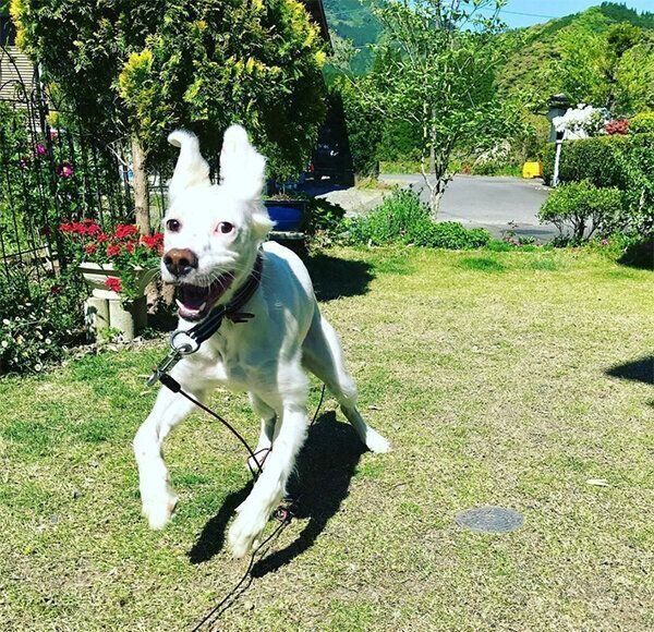 走り回る麦ちゃん