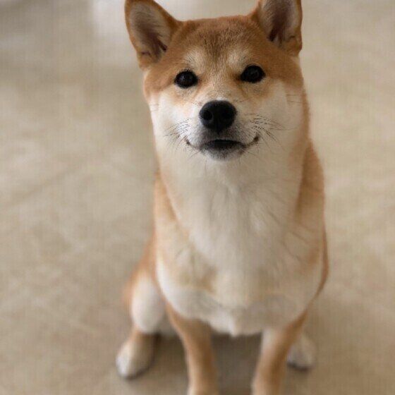 お座りする柴犬