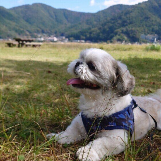 愛犬と秋