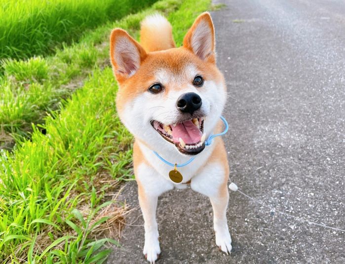 散歩する豆くん