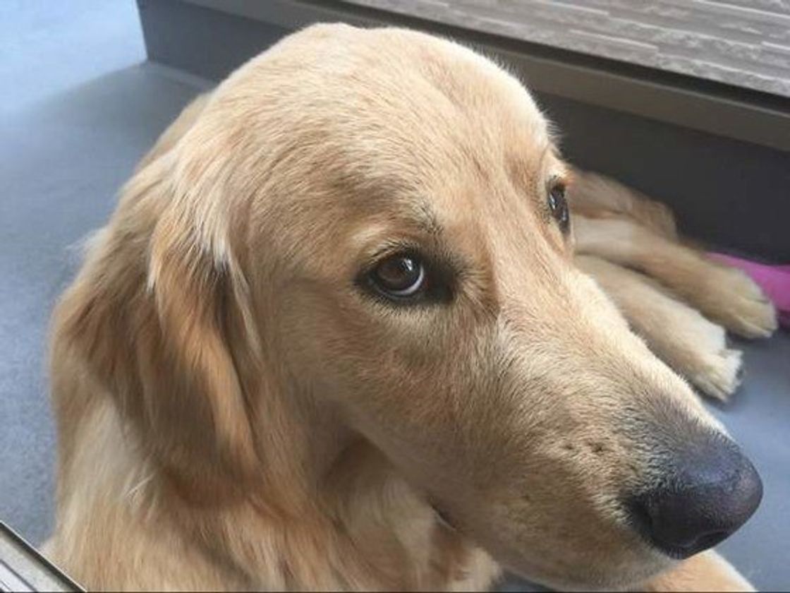犬の世界も いじめ はあるの 多頭飼いで起こりうる原因や心身への影響 いぬのきもちweb Magazine 犬の世界も いじめ はあるの 多頭飼いで起こりうる原因や心身への影響 いぬのきもちweb Magazine