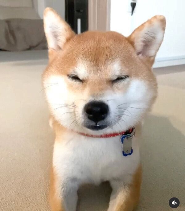 眠そうなきなこちゃん