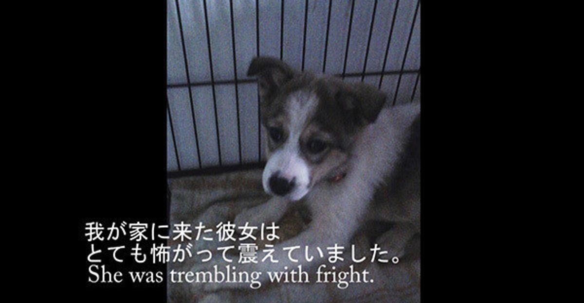 殺処分予定日に救われた命 怖がり震えていた犬が心を開いて笑顔で散歩するまで いぬのきもちweb Magazine 殺処分予定日に救われた命 怖がり震えていた犬が心を開いて笑顔で散歩するまで いぬのきもちweb Magazine